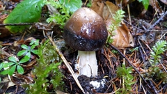 Amanita pachycolea