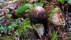 Amanita pachycolea