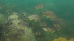 Lutjanus russellii