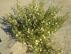 Scaevola collaris