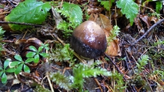 Amanita pachycolea