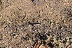 Melanoplus devastator