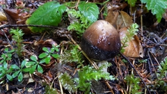 Amanita pachycolea
