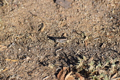 Melanoplus devastator