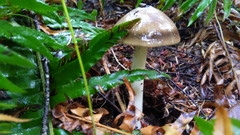 Amanita pachycolea