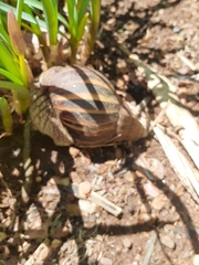 Gastropoda