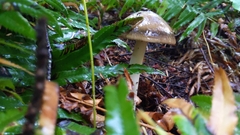 Amanita pachycolea