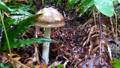 Amanita pachycolea