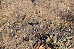 Melanoplus devastator