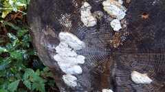 Neoantrodia serialis