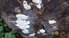 Neoantrodia serialis