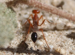 Ammophila wrightii
