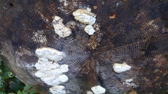 Neoantrodia serialis