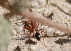Ammophila wrightii