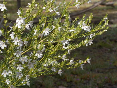 Prostanthera nivea