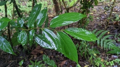 Celtis tetrandra