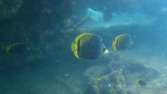 Chaetodon flavirostris