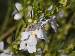 Prostanthera nivea