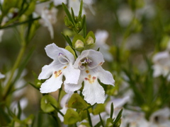 Prostanthera nivea