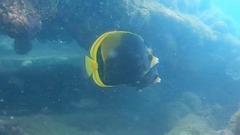 Chaetodon flavirostris