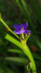 Aristea ecklonii