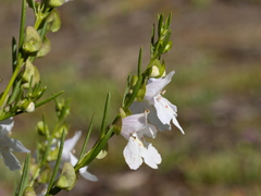 Prostanthera nivea