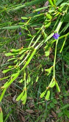 Aristea ecklonii