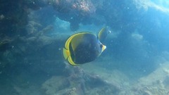 Chaetodon flavirostris