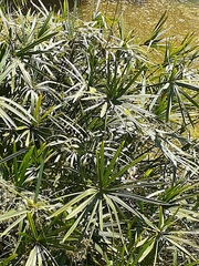 Cyperus sexangularis