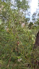 Grevillea linearifolia