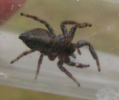 Evarcha proszynskii