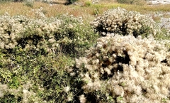 Clematis drummondii