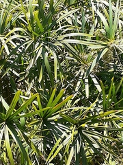 Cyperus sexangularis