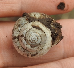 Fruticicola fruticum