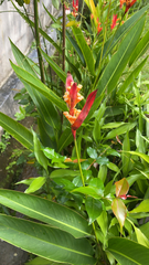 Heliconia psittacorum