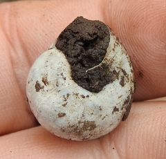 Fruticicola fruticum
