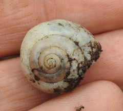 Fruticicola fruticum