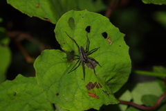 Pardosa pseudoannulata