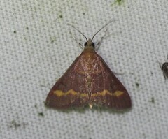 Pyrausta pseuderosnealis