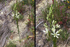Ornithogalum narbonense