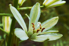Ornithogalum narbonense