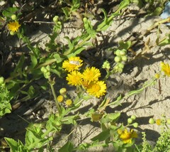 Heterotheca subaxillaris