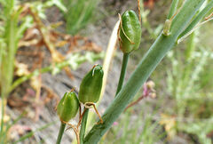 Ornithogalum narbonense