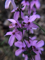 Tetratheca ciliata