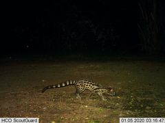 Genetta maculata