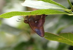 Hasora badra