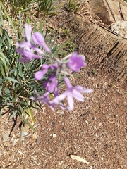Tulbaghia violacea