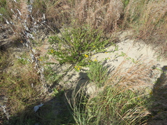 Heterotheca subaxillaris