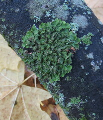 Pleurosticta acetabulum