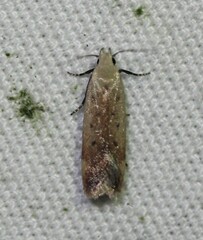 Anacampsis fullonella